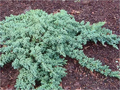 Можжевельник лежачий Нана (Juniperus procumbens Nana) Р9 аг весна 2024  рекомендуем — Питомник Летний сад