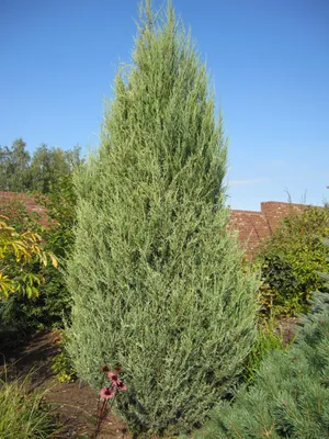 Можжевельник Скальный \"Скайрокет\" (Juniperus scopulorum \"Skyrocket\") -  Питомник и Садовый центр Русские Деревья