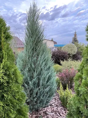 Можжевельник скальный Скайрокет (Juniperus scopulorum Skyrocket) — купите  саженцы в контейнере в Краснодаре - Прекраснодар — садовый центр в  Краснодаре