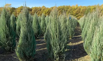 Купить Можжевельник скальный \"Скайрокет\" (Juniperus scopulorum 'Scyrocket')  от 999 руб. в интернет-магазине Архиленд с доставкой почтой по Москве и в  регионы