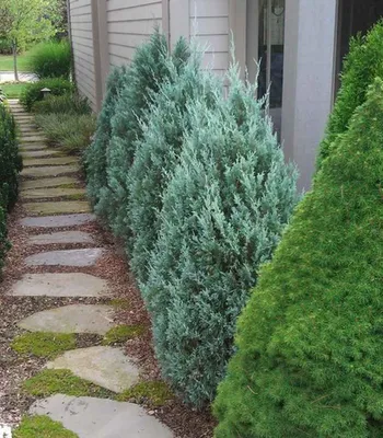 Можжевельник скальный Скайрокет (Juniperus scopulorum 'Skyrocket')