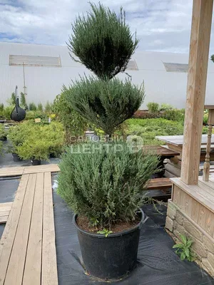 Можжевельник скальный Скайрокет | Juniperus scopulorum Skyrocket 180-200 см