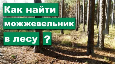 Редкое украшение обнаружили в Теряевском участковом лесничестве / Новости /  Администрация Волоколамского городского округа