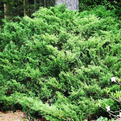 Можжевельник Тамарисцифолия 🌲 по выгодной цене 37000 руб. в Москве -  купить саженцы можжевельника Tamariscifolia в питомнике «Зеленый Рай»