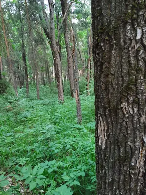 Знакомьтесь, можжевельник колючий: краснокнижник, вырубленный под  Новороссийском