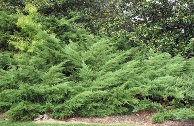 Саженцы Можжевельник обыкновенный Wilseder Berg - Можжевельник -  GardenPlants