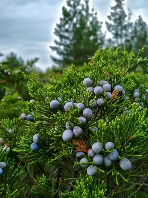 Можжевельник лежачий \"Nana\" на опоре (Juniperus procumbens \"Nana\") |  Питомник растений Сосны