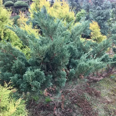 Можжевельник лесной: описание, посадка и уход, фото