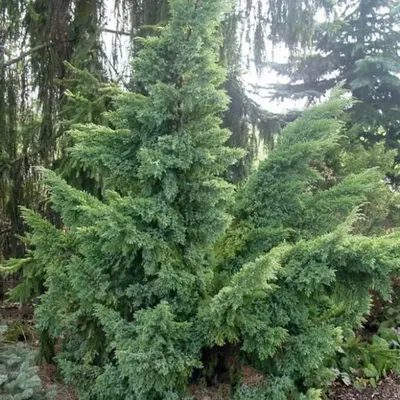 Можжевельник - Juniperus. Флора Ульяновской области.