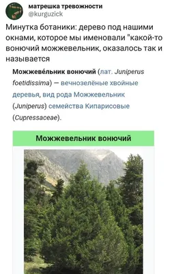 MW0563310, Juniperus communis (Можжевельник обыкновенный), specimen