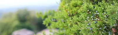 Можжевельник казацкий (Juniperus sabina) — купите саженцы в контейнере в  Краснодаре - Прекраснодар — садовый центр в Краснодаре