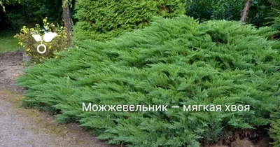 Можжевельник Казацкий (Juniperus sabina): цены, купить в Москве