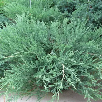 Можжевельник горизонтальный Лаймглоу/Juniperus horizontalis Limeglow C3, шт  - Амрита