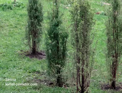 Можжевельник китайский Стрикта (Juniperus chinensis Stricta) - купить в  Украине
