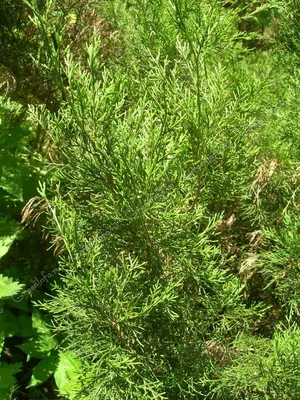 Juniperus squamata 'Dream Joy | Juniperus squamata, How to dry basil, Herbs