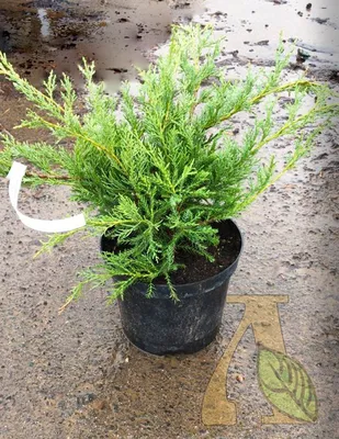 Можжевельник виргинский \"Хетц\" (Jniperus virginiana Hetz) - Хвойные  растения весна 2024 года - купить туи, сосны, ели.