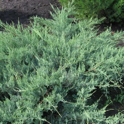 Можжевельник виргинский Хетц (Juniperus virginiana \"Hetzii\") - Питомник и  Садовый центр Русские Деревья