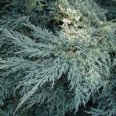 Купить можжевельник виргинский (juniperus virginiana) 1,8-2,2 м (ком)  саженец с доставкой в Ростове-на-Дону и России