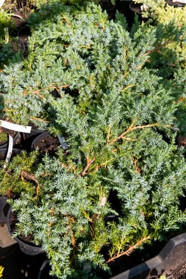 Можжевельник виргинский Хетц Juniperus virginiana Hetz 10л (ЗК) — цена в  LETTO