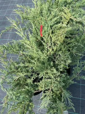 Можжевельник виргинский `Хетци`, Juniperus virginiana `Hetzii` (`Hetz`) |  СадПарад