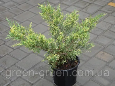 Можжевельник виргинский \"Грей Оул\" (Juniperus virginiana \"Grey Owl\") купить  оптом в Ростове-на-Дону