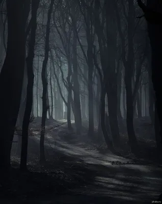 Мрачный лес | Мрачные места, Фотография природы, Пейзажи