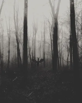 Мрачный лес эстетика - 68 фото