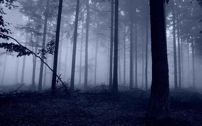 Мрачный лес фото 73 фото