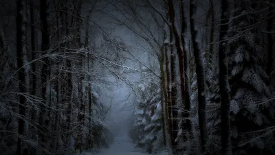 Мрачный лес зимой - 71 фото