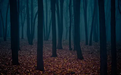 Самый мрачный лес - 70 фото