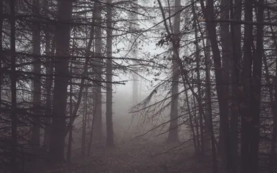 Красивый темный лес (53 фото) - 53 фото