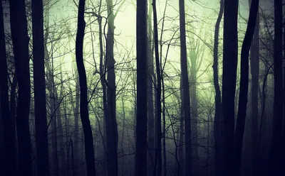 Мрачный лес :: Ломыч lomich – Социальная сеть ФотоКто