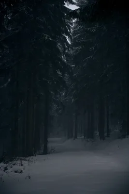 Мрачный Лес В Утреннем Тумане — стоковые фотографии и другие картинки Без  людей - Без людей, Вертикальный, Ветвь - часть растения - iStock