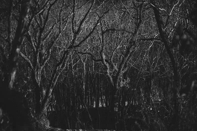 Мрачный лес — Фото №178487