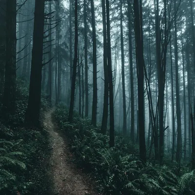 Мрачный лес,густой туман,деревья,…» — создано в Шедевруме