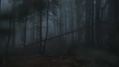 Темный лес | Пикабу