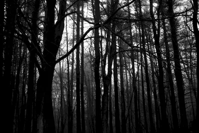 осенний мрачный лес на туманном утреннике и дороге. мрачная туманная дорога  в осеннем лесу Стоковое Изображение - изображение насчитывающей туманно,  дорога: 217918181