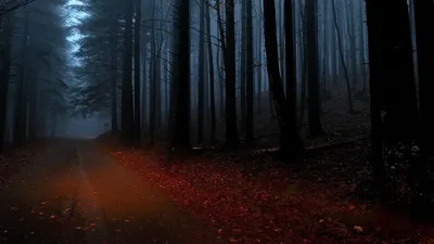 Мрачный лес (66 фото) - 66 фото