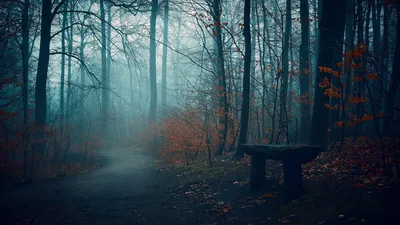 Мрачный лес у дороги в тумане » ImagesBase - Обои для рабочего стола