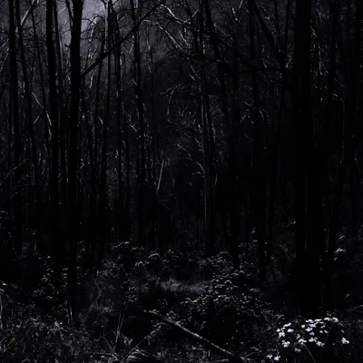 Густой темный лес (52 фото) - 52 фото