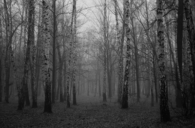 мрачный лес под полной луной 3d рендеринг, преследуемый, хэллоуин дерево,  терроризм фон картинки и Фото для бесплатной загрузки