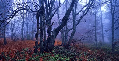 Мрачный лес (68 лучших фото)
