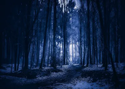 Мрачный лес обои - 60 фото