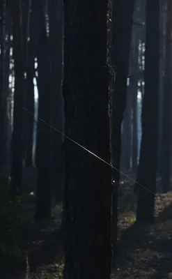 Мрачный лес | Пикабу