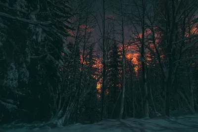 осенний мрачный лес на туманном утреннике и дороге. мрачная туманная дорога  в осеннем лесу Стоковое Изображение - изображение насчитывающей волшебство,  кошмар: 216926849