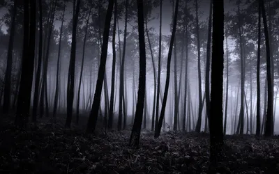 Тёмный мрачный лес 2d» — создано в Шедевруме