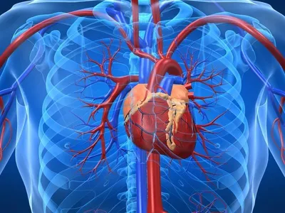 Image: Изображение МРТ сердца, показывающее его нормальное анатомическое  строение - Справочник MSD Профессиональная версия
