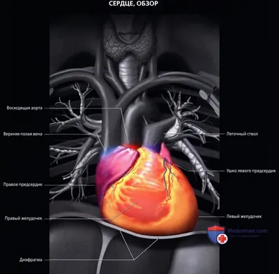 Что такое МРТ сердца с гадолинием | MRT-V | Дзен