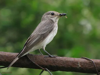 Фотокаталог птиц: Cерая мухоловка (Muscicapa striata)