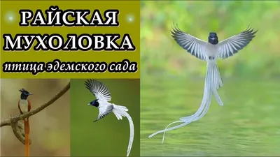 Черно-белая красавица мухоловка-пеструшка